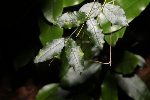 Image of Parsonsia lilacina by (c) Greg Tasney, some rights reserved (CC BY-SA)