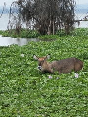 Kobus ellipsiprymnus defassa