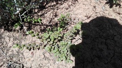 Delosperma echinatum