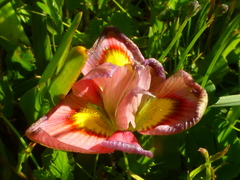 Moraea tricolor