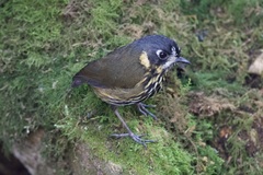 Grallaricula lineifrons