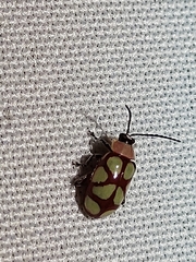 Omophoita magniguttis