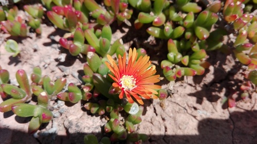 Representative image of Malephora uitenhagensis