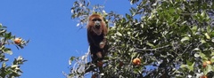 Alouatta guariba
