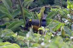 Anisognathus lacrymosus