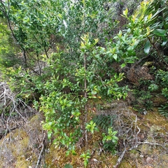 Phyllocladus aspleniifolius