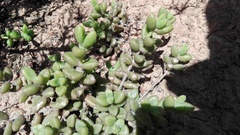 Delosperma echinatum