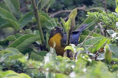 Anisognathus lacrymosus