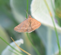 Pyrausta aerealis