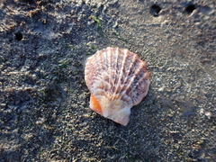 Crassadoma
