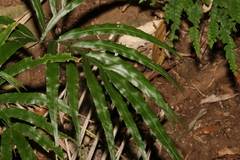 Pteris umbrosa