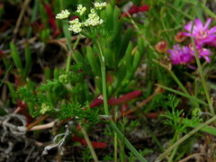 Dasispermum