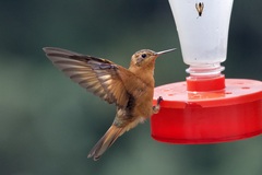 Aglaeactis cupripennis