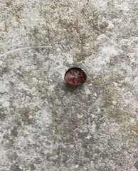 Chilocorus nigritus