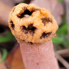 Lysurus periphragmoides