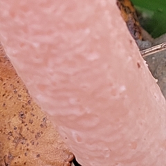 Lysurus periphragmoides