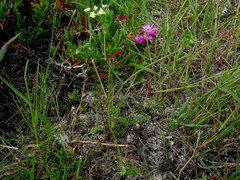 Dasispermum