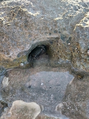 Metopograpsus thukuhar