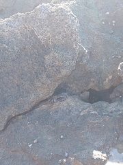 Metopograpsus thukuhar