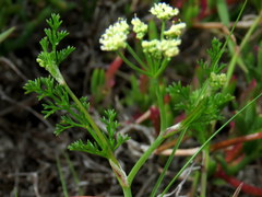Dasispermum