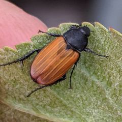 Phyllotocus rufipennis