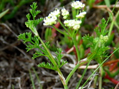 Dasispermum