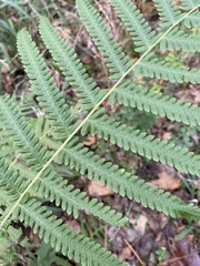 Pelazoneuron kunthii