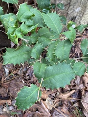 Pelazoneuron kunthii