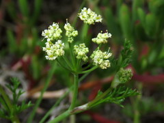 Dasispermum