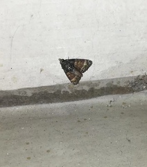 Chlumetia transversa