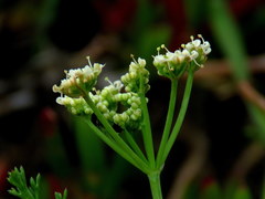 Dasispermum