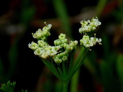 Dasispermum