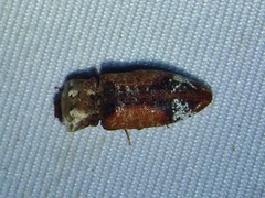 Agrypninae