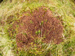 Sphagnum rubellum