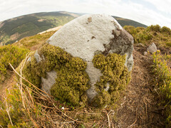 Pseudisothecium myosuroides