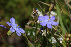 Orthrosanthus multiflorus