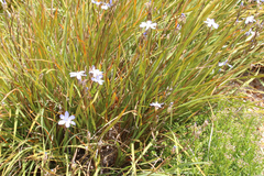 Orthrosanthus multiflorus