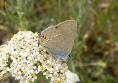Satyrium acaciae