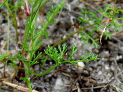 Dasispermum