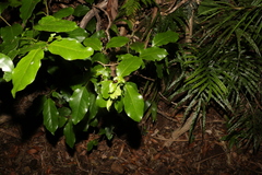 Pennantia cunninghamii