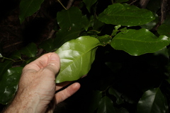 Pennantia cunninghamii