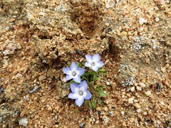 Wahlenbergia acaulis