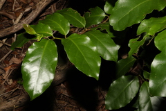 Pennantia cunninghamii