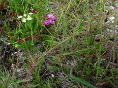Dasispermum