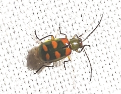 Diabrotica speciosa