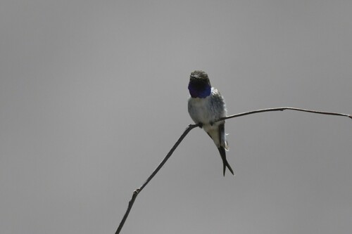 Chilean Woodstar (Eulidia yarrellii), photo 10