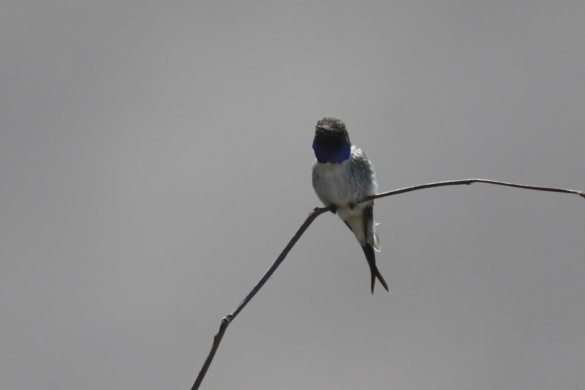 Chilean Woodstar (Eulidia yarrellii), photo 5