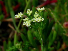 Dasispermum