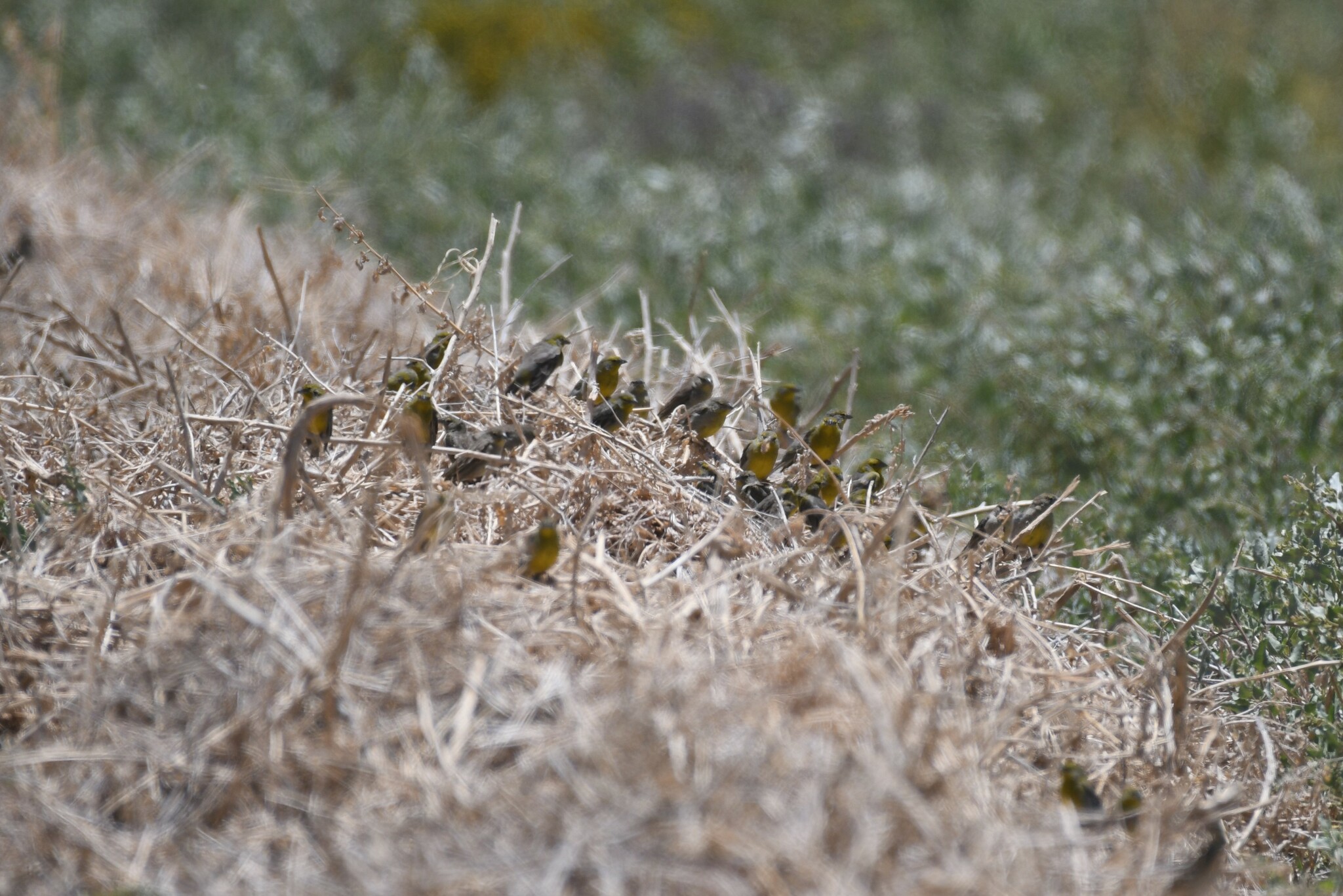 Raimondi's Yellow Finch (Sicalis raimondii), photo 7
