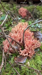Ramaria araiospora